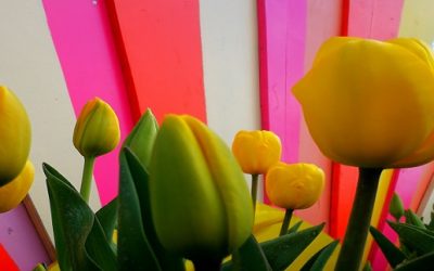 Secrets of the Tulip